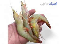 خرید میگو سره 