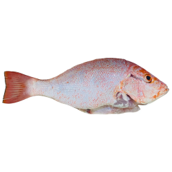 ماهی چمن شکم خالی