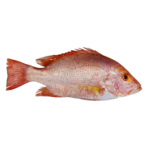 ماهی سرخو چمن اصل 