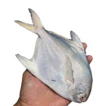 تصویر  ماهی حلوا سفید متوسط (1 کیلوگرم) – کامل و پاک نشده