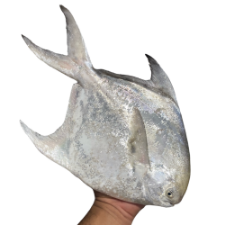 تصویر  ماهی حلوا سفید بزرگ (500 گرم به بالا) – کامل و پاک نشده