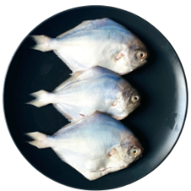 تصویر  ماهی حلوا سفید پاک شده سایز کوچک (شکم خالی) – ۱ کیلوگرم