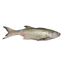 تصویر  ماهی راشگو (کامل/پاک نشده)