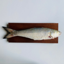 تصویر  ماهی راشگو شکم خالی – ۱ کیلوگرم