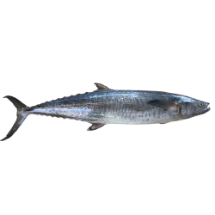 ماهی شیر بزرگ