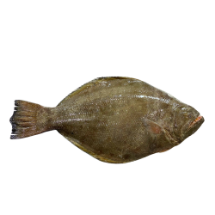 تصویر  ماهی کفشک (کامل/پاک نشده)