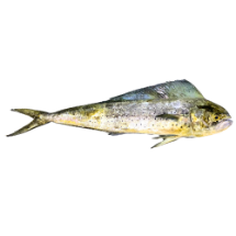 تصویر  ماهی گالیت (کامل/پاک نشده)