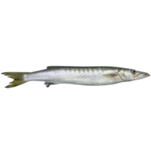 تصویر  ماهی چنگو دم زرد (کامل/پاک نشده)