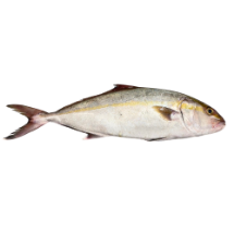 تصویر  ماهی شاه‌ماهی (هما) تازه (کامل/پاک نشده)