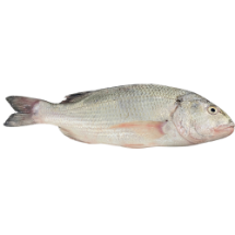 تصویر  ماهی صبیتی (جهرو) (کامل/پاک نشده)