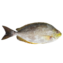 تصویر  ماهی صافی تازه (کامل/پاک نشده)