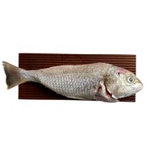 تصویر  ماهی سنگسر پاک شده شکم خالی – ۱ کیلوگرم