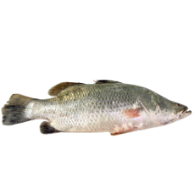 تصویر  ماهی سی‌ بس تازه (کامل/پاک نشده)- 1 کیلوگرم