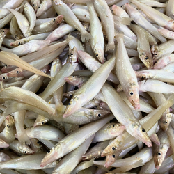 عکس ماهی شورت 