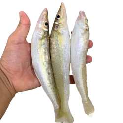 ماهي شورت