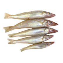 تصویر  ماهی شورت تازه (کامل/پاک نشده)