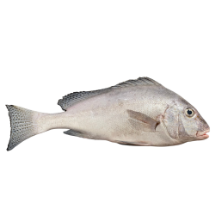تصویر  ماهی خنو (کامل/پاک نشده)