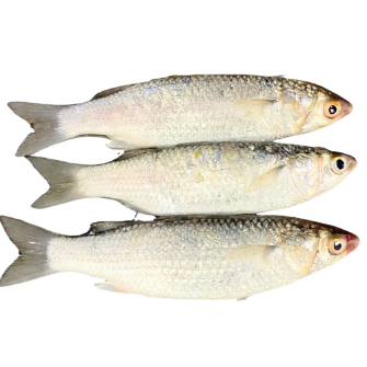 ماهی گاریز یا زوری ( مید ) 