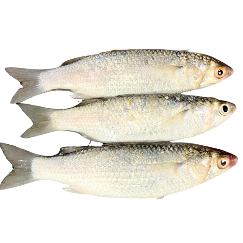 ماهی گاریز یا زوری ( مید ) 