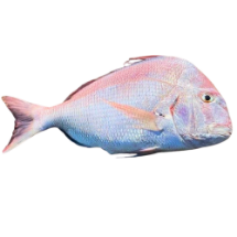 خرید ماهی کخو 