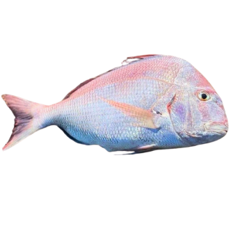 خرید ماهی کخو 