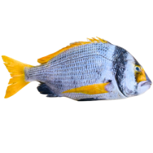 تصویر  ماهی دختر ناخدا ( شانک بحرینی ) کامل 