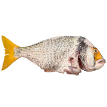 تصویر  ماهی شانک بحرینی شکم خالی