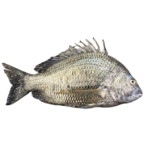 تصویر  ماهی شانک سیاه کامل 