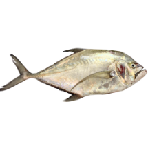 تصویر  ماهی مقوا پاپیل (کامل/پاک نشده)