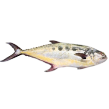 تصویر  ماهی سارم (مقوا سلیمانی) (کامل/پاک نشده)