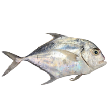 تصویر  ماهی مقوا قاضی (کامل/پاک نشده)
