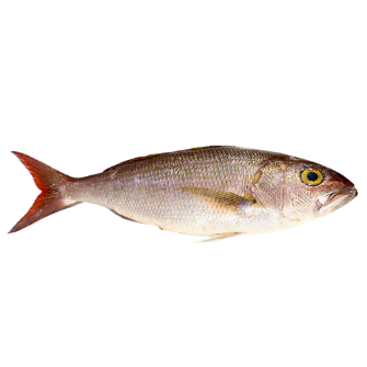 ماهی سرخو مهاجر