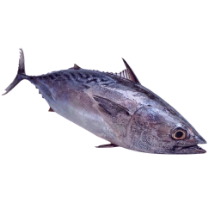 تصویر  ماهی تن زرده ( کامل ) 