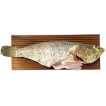 تصویر  ماهی هامور پاک شده (شکم خالی) – ۱ کیلوگرم