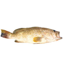 تصویر  ماهی هامور سمان کامل 