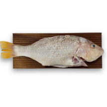 تصویر  ماهی سرخو محلی شکم خالی – ۱ کیلوگرم