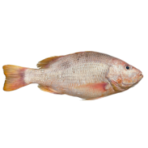 تصویر  ماهی سرخو محلی (کامل/پاک نشده)