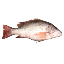 تصویر  ماهی سرخو انگز کامل  