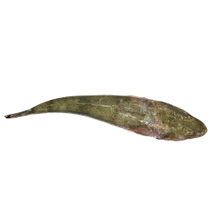 ماهی زمین کن ( سرز یا نایت ) 
