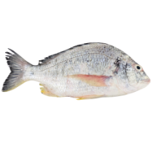 تصویر  ماهی شانک سفید کامل 