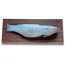 تصویر  ماهی بیاح شکم خالی  – ۱ کیلوگرم