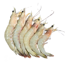 خرید میگو سره	