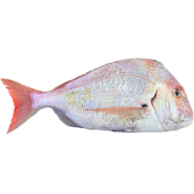 تصویر  ماهی کخو (کوپر) (کامل/پاک نشده)
