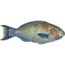 تصویر  طوطی ماهی تازه (کامل/پاک نشده)