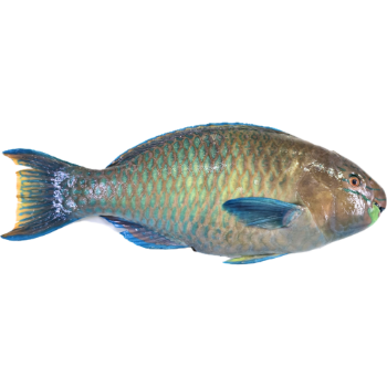 تصویر  طوطی ماهی تازه (کامل/پاک نشده)