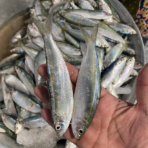 تصویر  ماهی ساردین تازه (کامل/پاک نشده) - 1 کیلوگرم