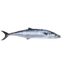 خرید ماهی شیر 