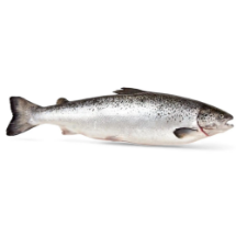 ماهی سالمون نروژی اصل