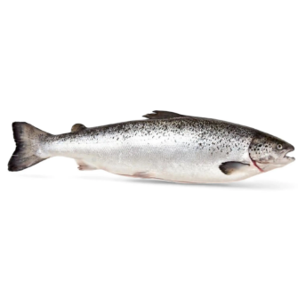 ماهی سالمون نروژی اصل