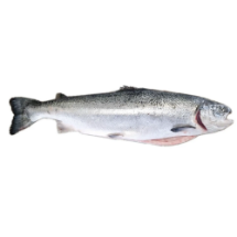 خرید سالمون نروژی شکم خالی